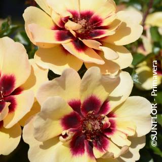 ©SUNFLOR - Primavera